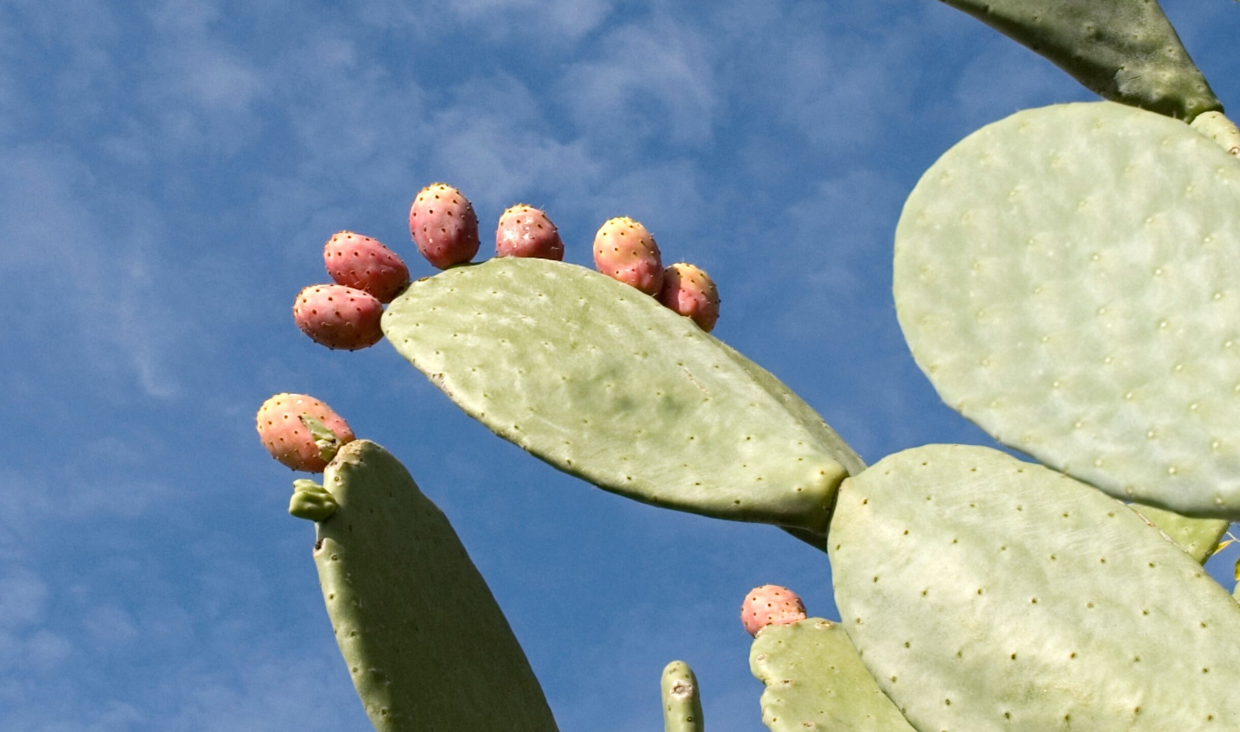 BK MAGAZIN natuerlich-leichter-cactinea-brennnessel-co.jpg?ts=1769433803