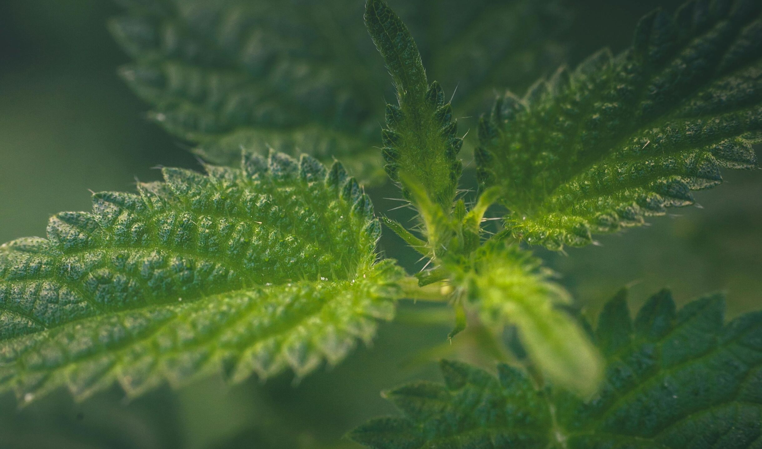 BK MAGAZIN natuerlich-leichter-cactinea-brennnessel-co2.jpg?ts=1769433804